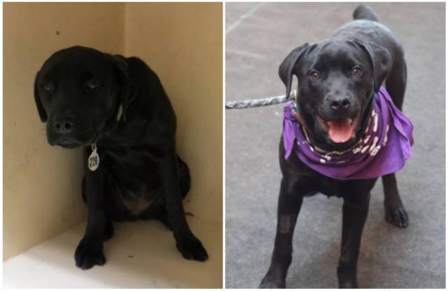 Animals’ Transformation After They Were Adopted