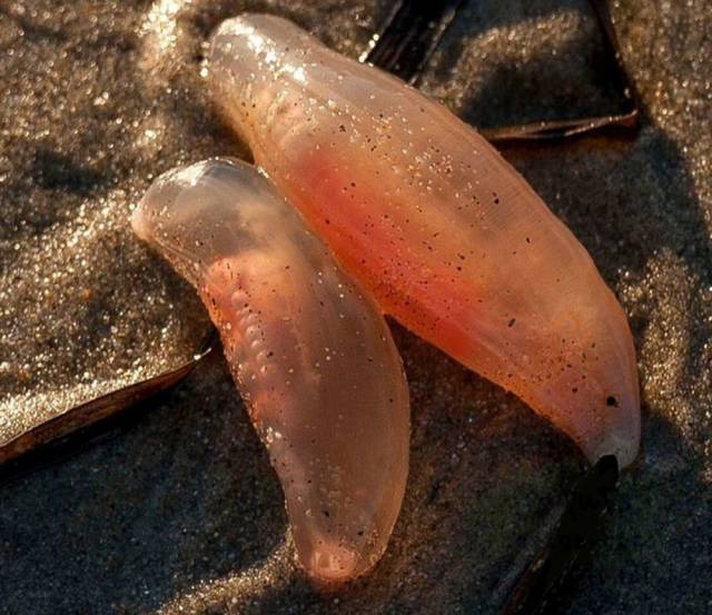 Unusual And Odd-Looking Thingies Washed Ashore In California