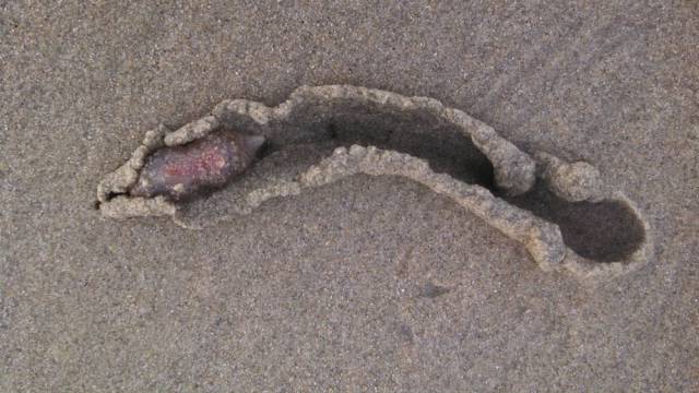 Unusual And Odd-Looking Thingies Washed Ashore In California