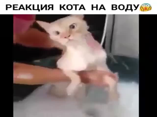 Cat's Reaction To Water