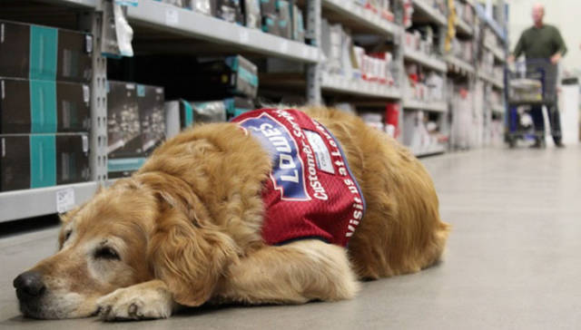 Disabled Veteran Gets Hired By A Hardware Store Together With His Service Dog
