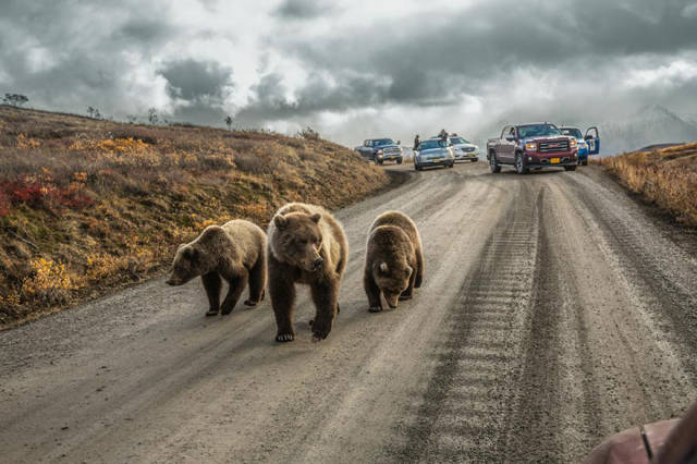 The National Geographic Has Announced The Best Photos Of 2016