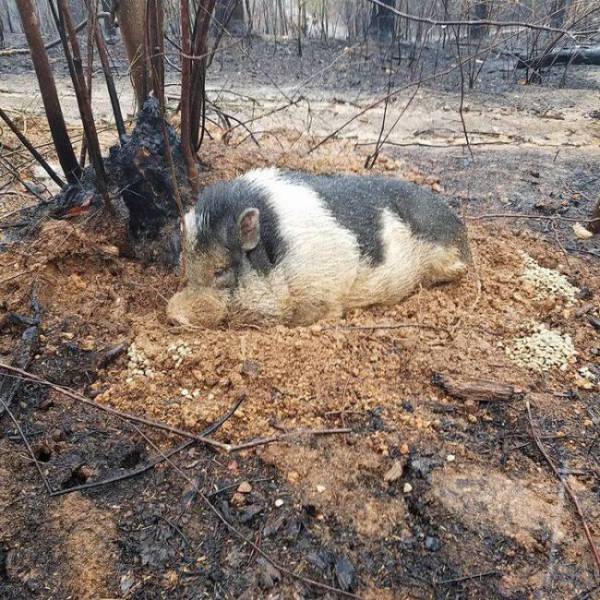 A Pig Miraculously Survives Wildfire That Destroyed His Family’s House
