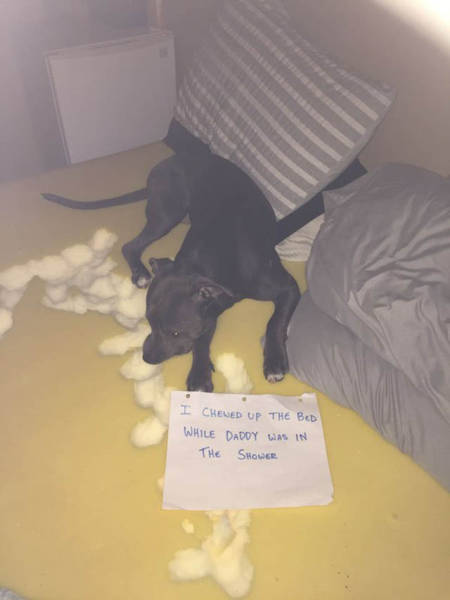 The Ultimate Collection Of Funny Pet Shaming Pics