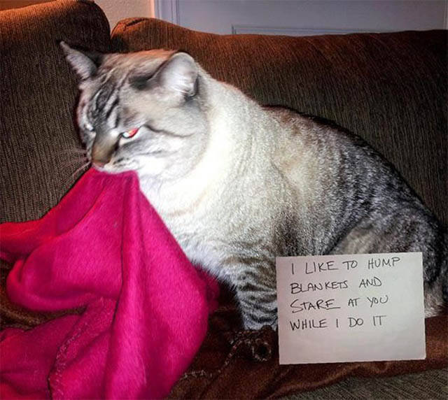The Ultimate Collection Of Funny Pet Shaming Pics
