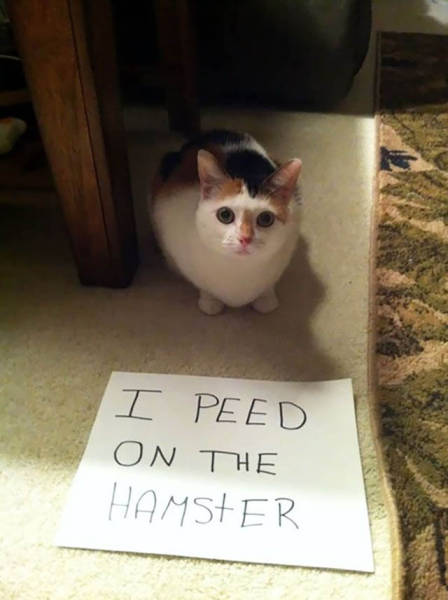 The Ultimate Collection Of Funny Pet Shaming Pics