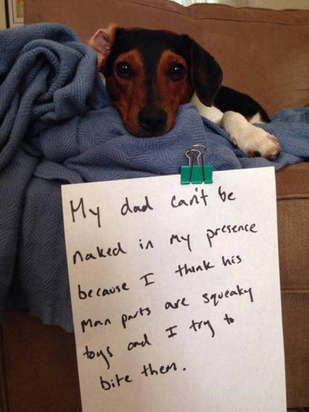 The Ultimate Collection Of Funny Pet Shaming Pics