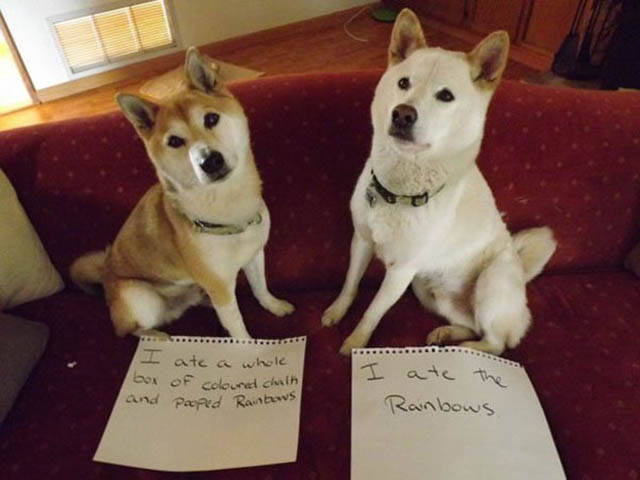 The Ultimate Collection Of Funny Pet Shaming Pics