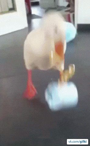 Daily Gifdump Daily Gifdump
