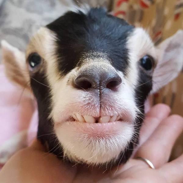 Woman Quits Her Job To Raise Baby Goats With Special Needs