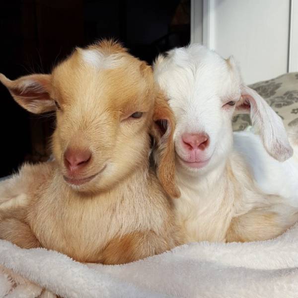 Woman Quits Her Job To Raise Baby Goats With Special Needs