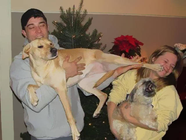 Not So Merry Christmas. Pets Are Not Excited About The Holidays