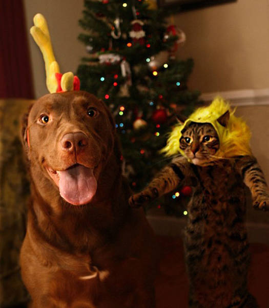 Not So Merry Christmas. Pets Are Not Excited About The Holidays