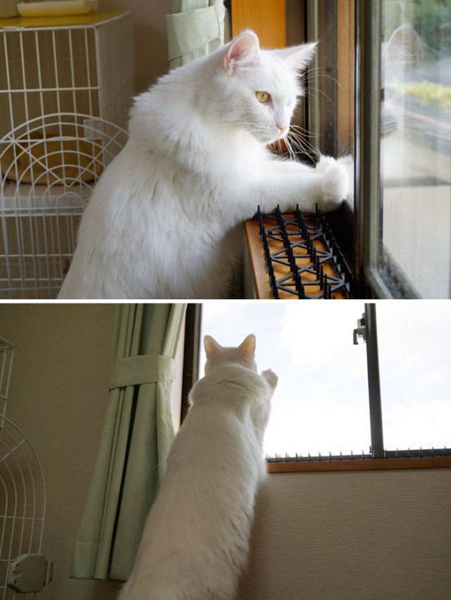 These Pictures Show That Cats Will Soon Be Able To Adapt Even To Nuclear Bomb Explosions