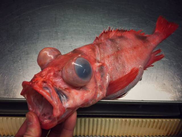It’s Hard To Believe These Fish Even Exist… And They Were Even Caught!