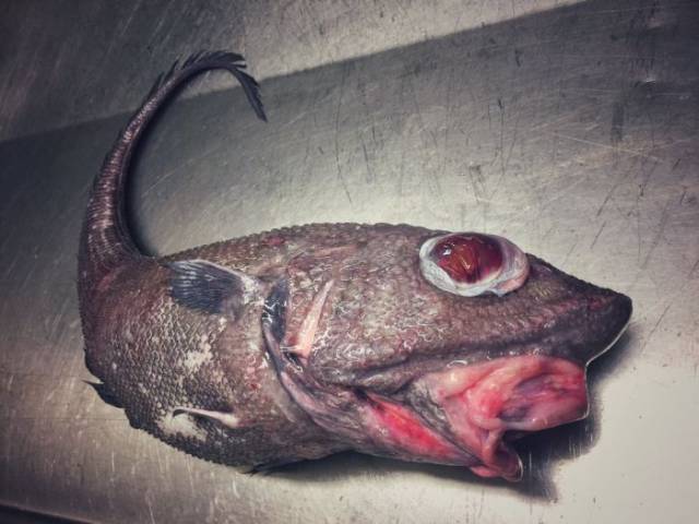 It’s Hard To Believe These Fish Even Exist… And They Were Even Caught!