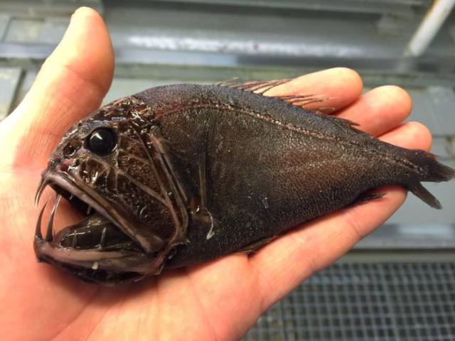 It’s Hard To Believe These Fish Even Exist… And They Were Even Caught!