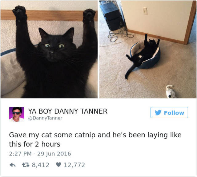 Twitting About Cats Is Always Hilarious