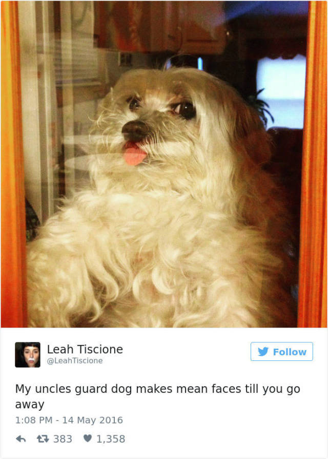 2016 Dog Tweets Are Hilarious And Cute