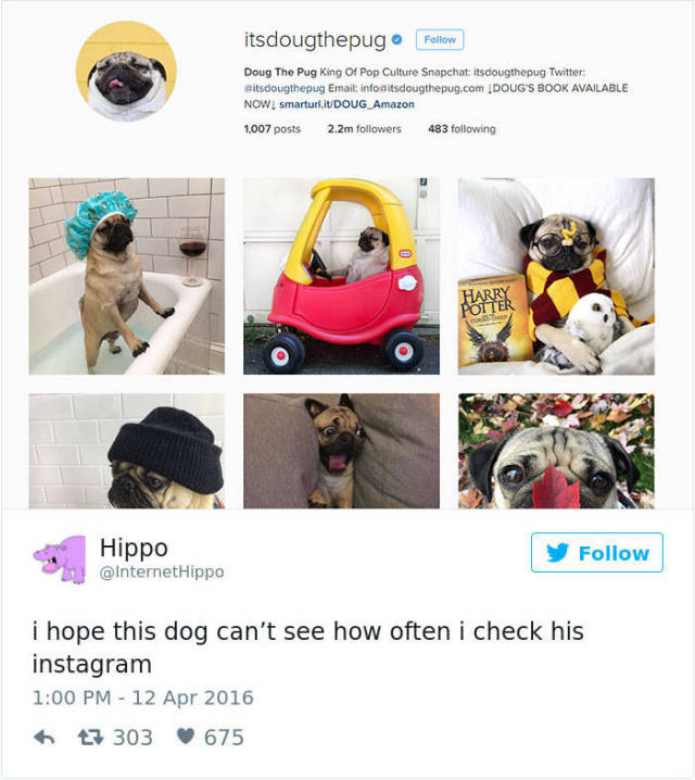 2016 Dog Tweets Are Hilarious And Cute