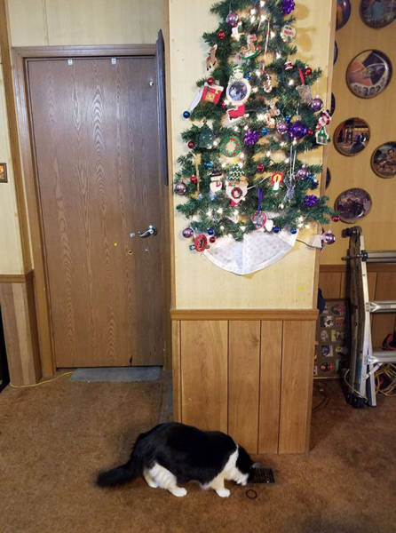 The Christmas Tree Is Surely Pet-Safe In These Homes