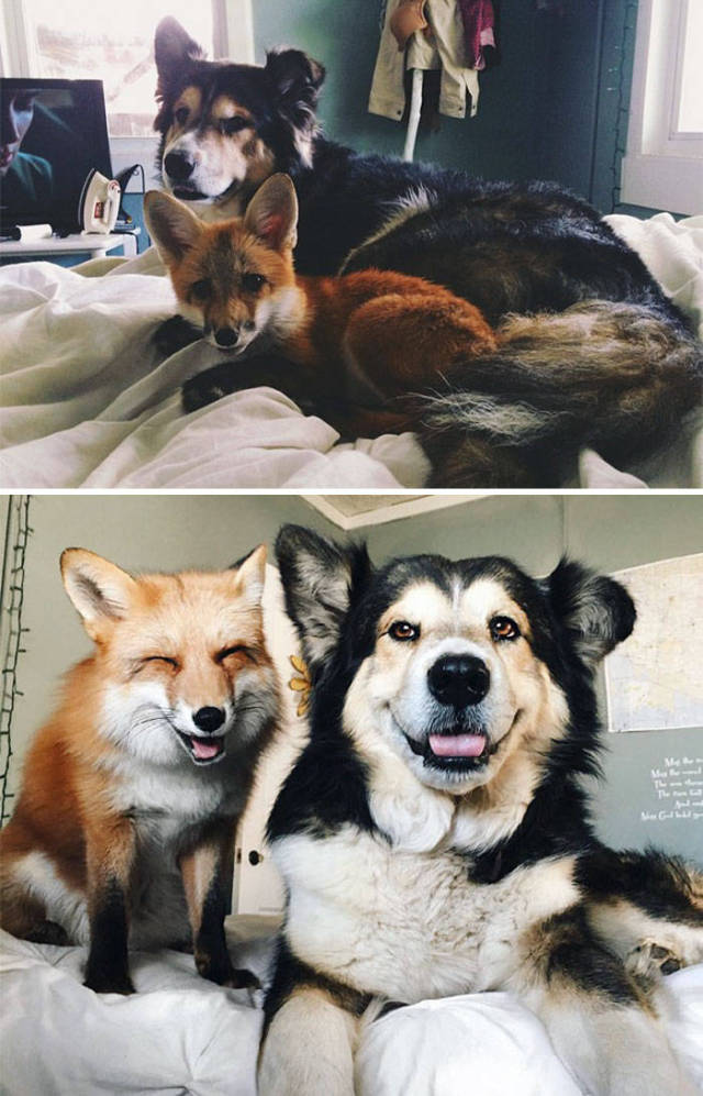 Best Eternal Friendship Stories Of…Animals