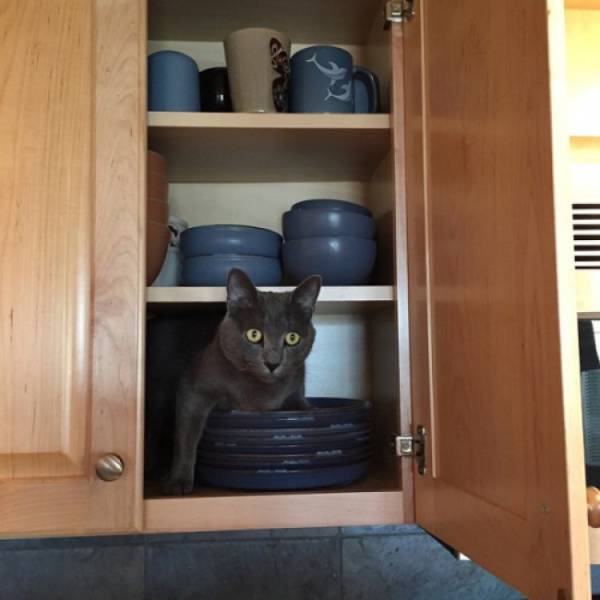 Tips And Tricks On Where To Look For Your Cat If It’s Nowhere To Be Found