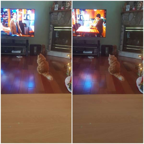 Your Pet’s Reaction On You Calling It “Good Boy/Girl” Depends A Lot…
