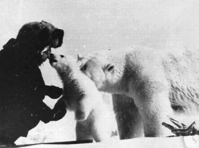 You Won’t Believe Polar Explorers Could Get That Close To Polar Bears!