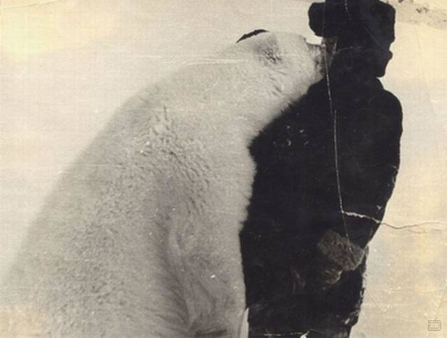 You Won’t Believe Polar Explorers Could Get That Close To Polar Bears!