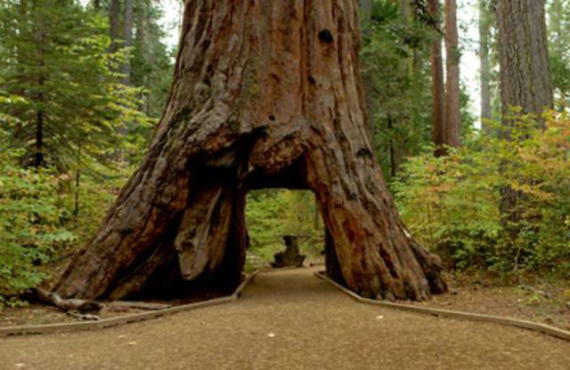 Even A 1000-Year-Old Californian Symbol Tree Couldn’t Survive A Local Storm