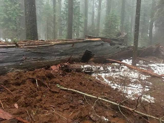 Even A 1000-Year-Old Californian Symbol Tree Couldn’t Survive A Local Storm