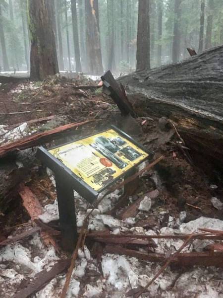 Even A 1000-Year-Old Californian Symbol Tree Couldn’t Survive A Local Storm