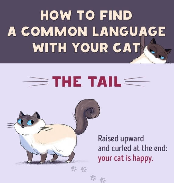 Here’s How You Can Understand Your Cat Better