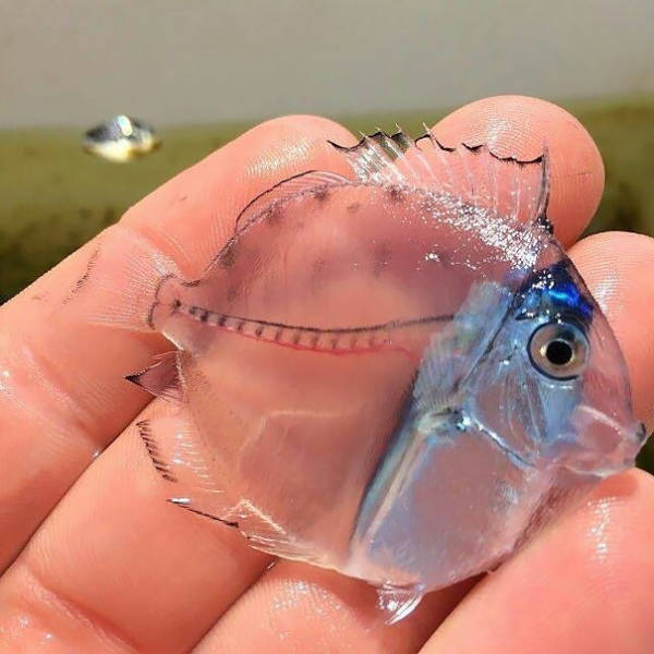 These Are Not Photoshopped! These Animals Are ACTUALLY Transparent!