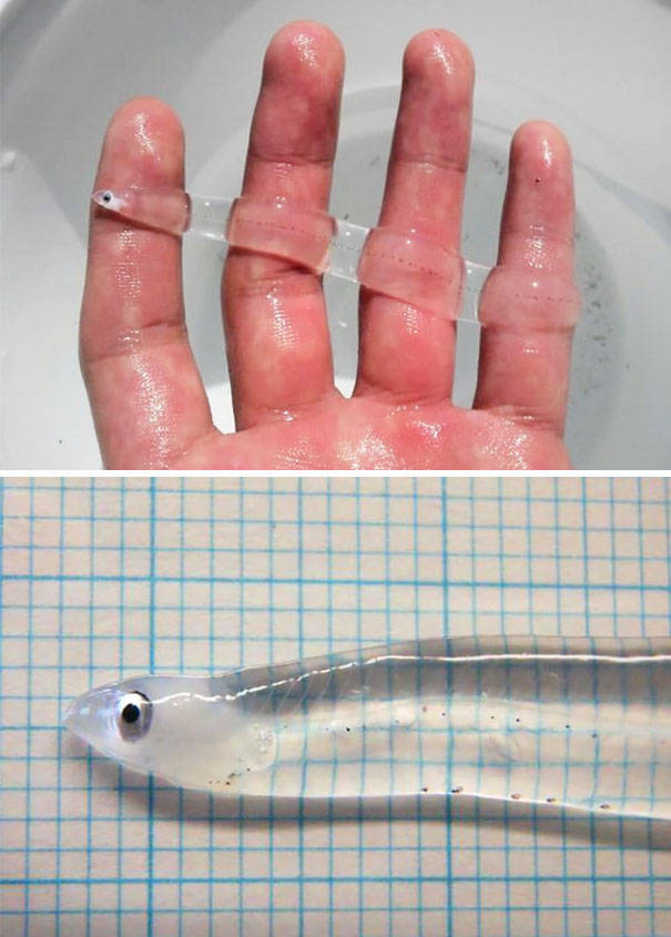 These Are Not Photoshopped! These Animals Are ACTUALLY Transparent!