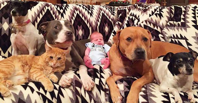Family’s Four Dogs And A Cat Take The New Child’s Arrival Very Seriously