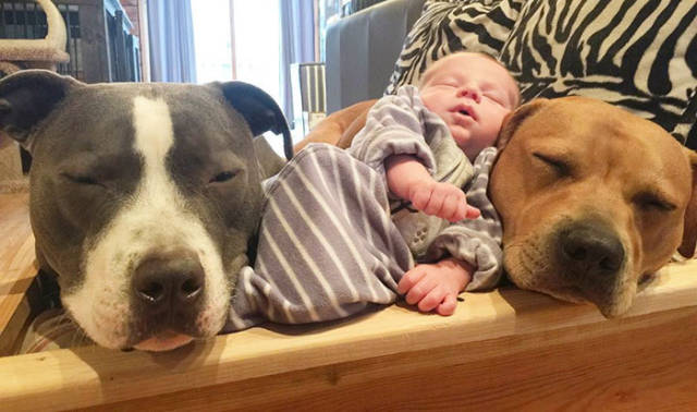 Family’s Four Dogs And A Cat Take The New Child’s Arrival Very Seriously