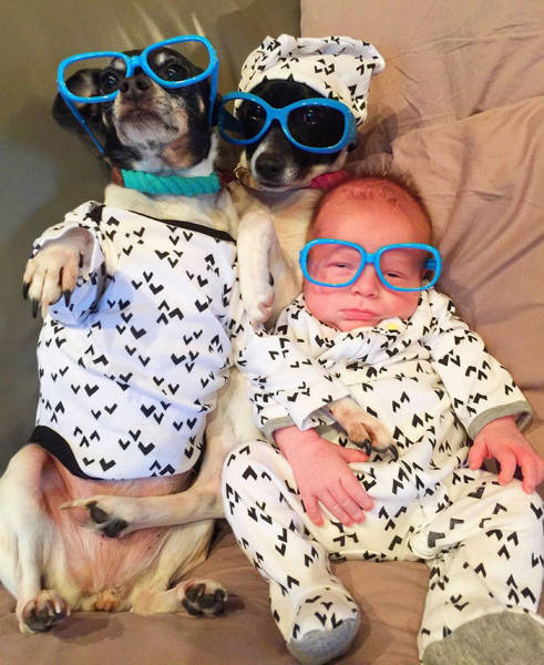 Family’s Four Dogs And A Cat Take The New Child’s Arrival Very Seriously