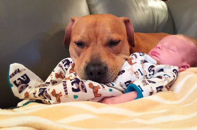 Family’s Four Dogs And A Cat Take The New Child’s Arrival Very Seriously