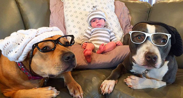 Family’s Four Dogs And A Cat Take The New Child’s Arrival Very Seriously