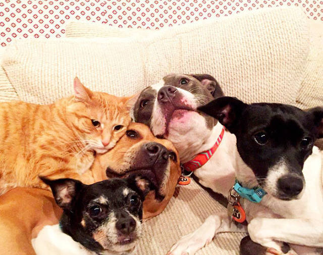 Family’s Four Dogs And A Cat Take The New Child’s Arrival Very Seriously
