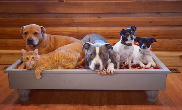 Family’s Four Dogs And A Cat Take The New Child’s Arrival Very Seriously