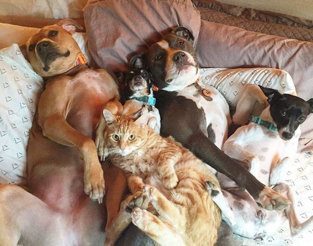 Family’s Four Dogs And A Cat Take The New Child’s Arrival Very Seriously
