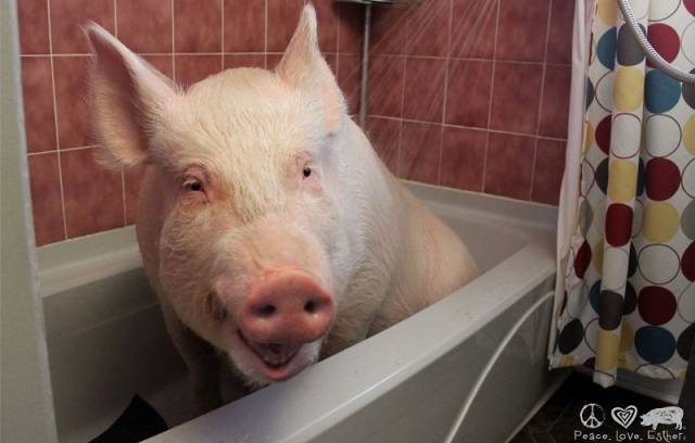If You Want A New Pet – Buy A Miniature Pig. What Can Possibly Go Wrong?