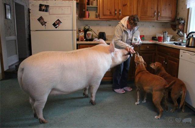 If You Want A New Pet – Buy A Miniature Pig. What Can Possibly Go Wrong?