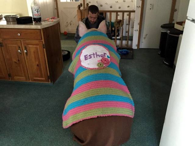 If You Want A New Pet – Buy A Miniature Pig. What Can Possibly Go Wrong?