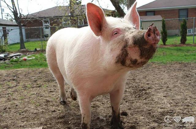 If You Want A New Pet – Buy A Miniature Pig. What Can Possibly Go Wrong?