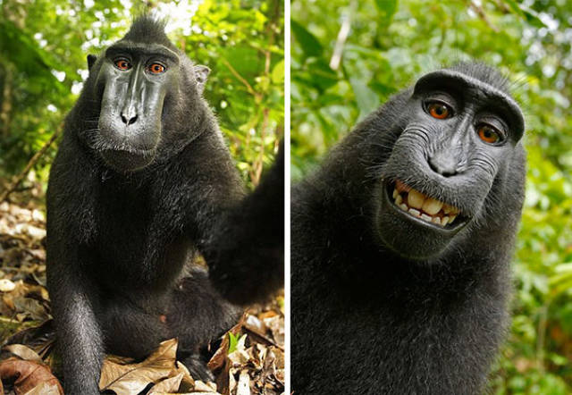 Selfie Virus Detected In Animals! They Look Better Than Humans Too…