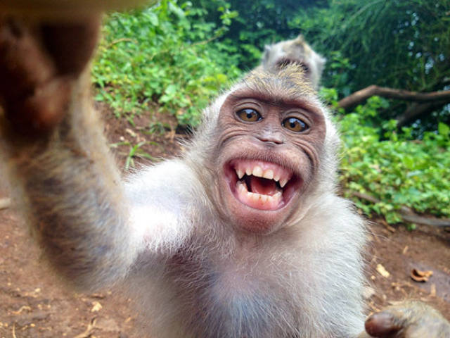 Selfie Virus Detected In Animals! They Look Better Than Humans Too…